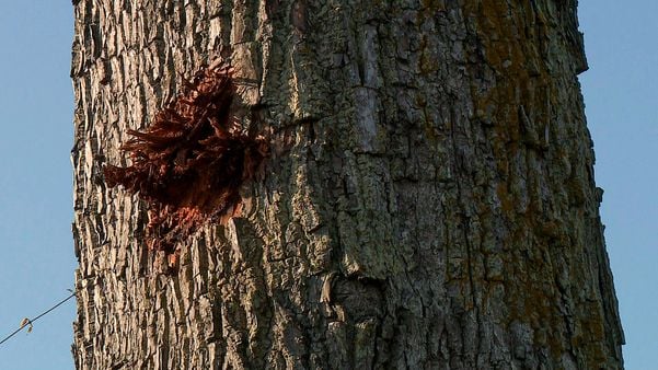 O único exemplar de jequitibá-rosa da BR 101, em Linhares