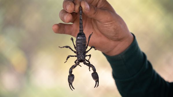 CBN Vitória - umtvng8ex8