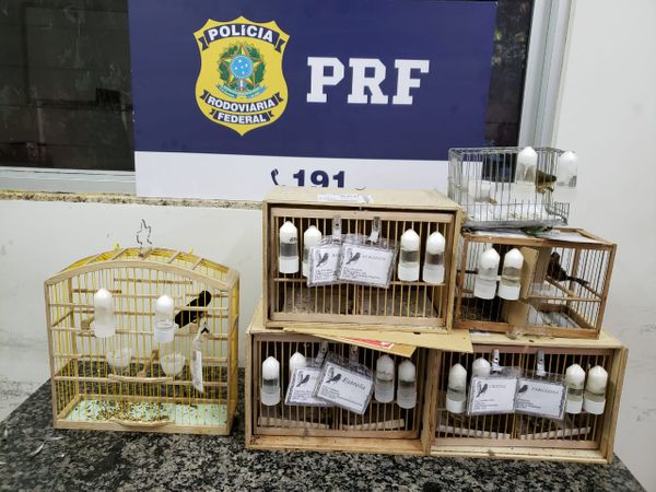 Pássaros silvestres apreendidos pela PRF na BR 101 em Itapemirim