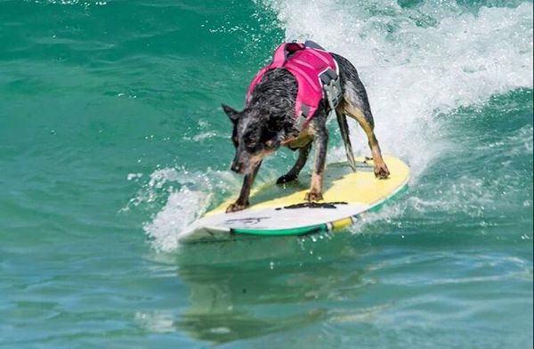 A cadela surfista capixaba Maya, campeã de surf dog