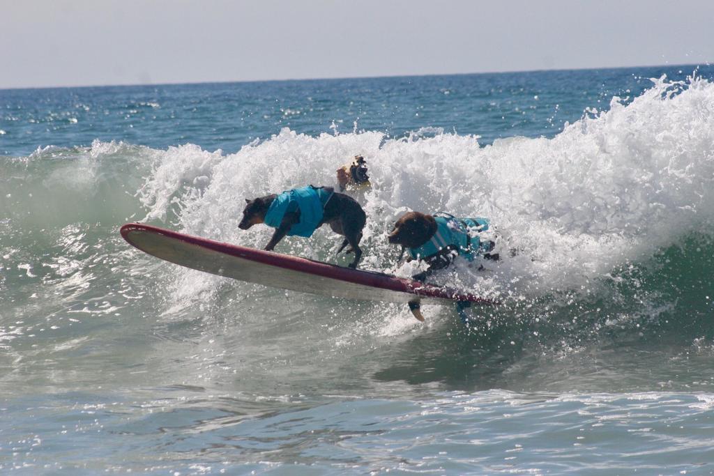 A cadela surfista capixaba Maya em ação