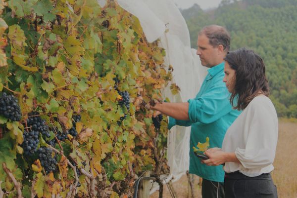 A colunista de vinho Nádia Alcalde e o vitivinicultor Viinicius Corbellini na vinícola Tabocas, em Santa Teresa