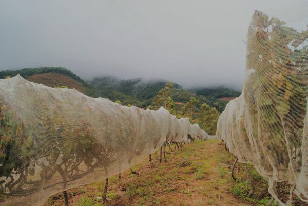 Plantação de uvas finas na vinícola Tabocas, em Santa Teresa