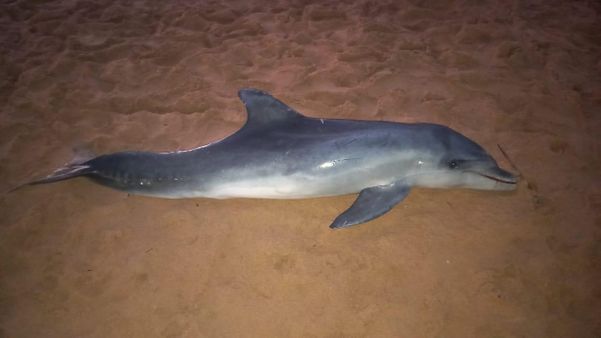 Golfinho morre em praia da Serra