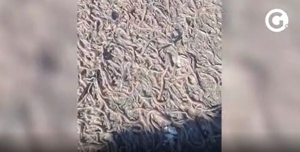 Vermes aquáticos voltam a aparecer na praia de Camburi, em Vitória