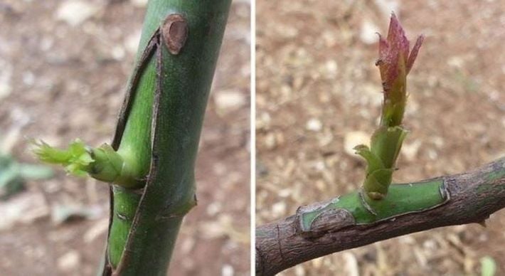 Essa técnica é milenar e um dos maiores benefícios do enxerto é ser capaz de deixar as plantas mais resistentes e bonitas