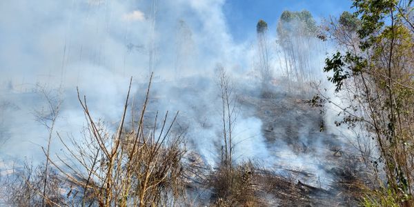 Incêndio destroi plantação de eucaliptos no Caparaó