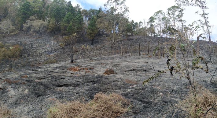 Equipes do Corpo de Bombeiros e da Defesa Civil foram acionadas no fim da tarde desta terça (8), mas o incêndio só foi completamente controlado na manhã desta quarta (9)