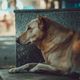 Imagem - Senado aprova pena de até cinco anos para quem maltratar cães ou gatos