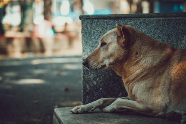 Aprovado projeto que aumenta a pena para quem cometer maus-tratos contra cães e gatos