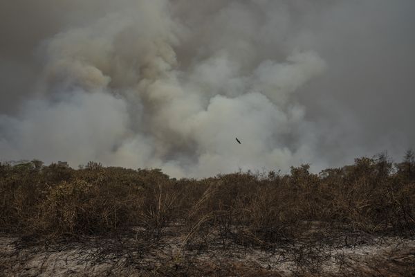 Vegetação é consumida pelo fogo e animais morrem na região de Pacone, no Mato Grosso