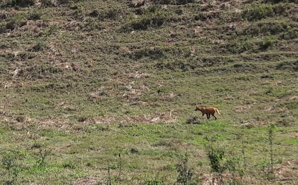 Animal conseguiu se recuperar no dia seguinte