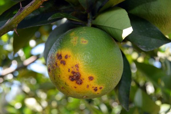 Laranja com greening, doença agrícola que já atinge estados vizinhos