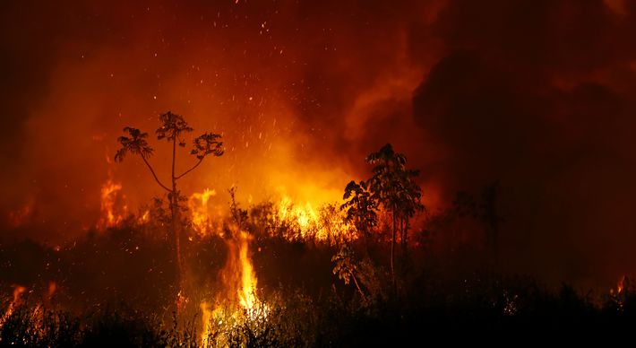 Neste ano, bioma já teve 2,9 milhões de hectares queimados, o que equivale a 311 vezes a área da capital do ES, Vitória. Mesmo assim, Ibama diminuiu fiscalizações e governo não gastou nem 1% do dinheiro destinado a programas de preservação