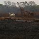 Imagem - Artistas assinam carta em defesa do Pantanal e criticam política ambiental de Bolsonaro