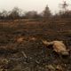 Um jacaré morto é fotografado em uma área que foi queimada em um incêndio no Pantanal, a maior área úmida do mundo, em Pocone, estado do Mato Grosso, Brasil, 31 de agosto de 2020. REUTERS / Amanda Perobelli PROCURE 