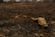 Um jacaré morto é fotografado em uma área que foi queimada em um incêndio no Pantanal, a maior área úmida do mundo, em Pocone, estado do Mato Grosso, Brasil, 31 de agosto de 2020. REUTERS / Amanda Perobelli (Amanda Perobelli/REUTERS )