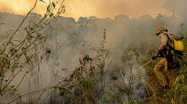 Incêndio no Pantanal por Foto: Mayke Toscano/ Secom - MT