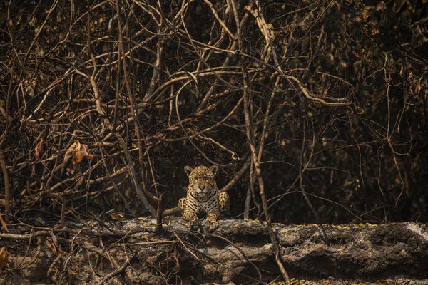 Onça-pintada descansa em área queimada às margens do rio Três Irmãos, no Parque Estadual Encontro das águas, no Pantana por alo de Almeida/Folhapress