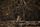 POCONE, MT, 13.09.2020 - INCENDIO-PANTANAL - Onça-pintada descansa em área queimada às margens do rio Três Irmãos, no Parque Estadual Encontro das águas, no Pantanal, prÃ³ximo ao Porto Jofre.  (Foto: Lalo de Almeida/Folhapress)(alo de Almeida/Folhapress)