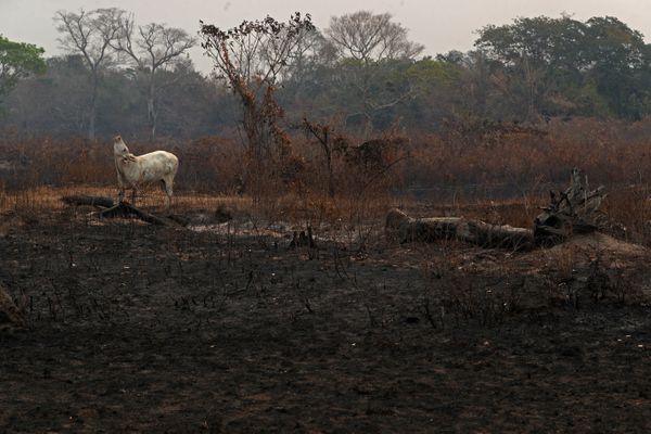 Uma vaca se encontra em uma área que foi queimada em um incêndio em uma fazenda no Pantanal, a maior área úmida do mundo, em Pocone, estado de Mato Grosso, Brasil, 27 de agosto de 2020. REUTERS / Amanda Perobelli PROCURE 