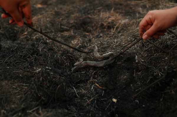 Isabella Cristina Pereira Britto, estudante de veterinária, e Eduarda Fernades, guia local, inspecionam uma cobra morta em uma área que foi queimada em um incêndio no Pantanal por Amanda Perobelli /REUTERS /Folhapress