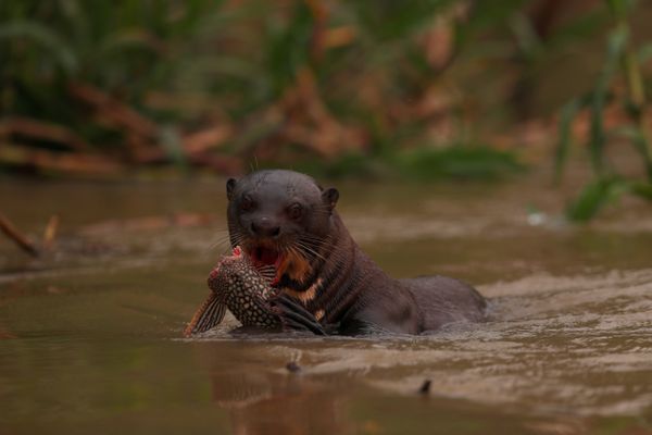 Ariranha come peixe enquanto nada no rio Cuiabá, em meio à fumaça de um incêndio, dentro do Parque Estadual Encontro das Águas, no Pantanal por  Amanda Perobelli/REUTERS/Folhapress