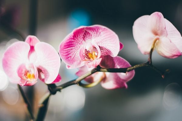 Orquídea
