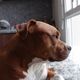 Imagem - Adolescente é agredida e mordida por companheiro ao defender cachorro do casal
