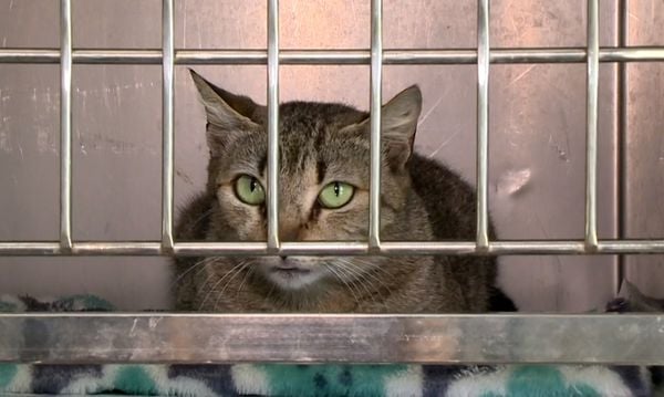 Animais são resgatados e levados para rancho na Serra, onde se recuperam e depois são colocados para adoção