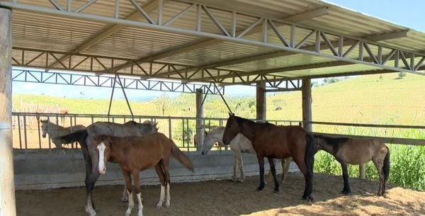 Animais são resgatados e levados para rancho na Serra, onde se recuperam e depois são colocados para adoção