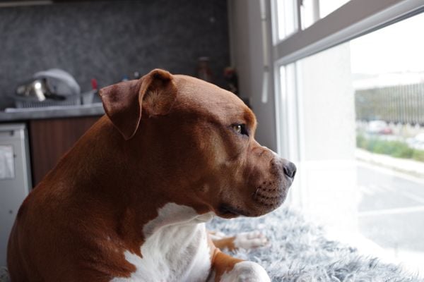 Cão da raça Pitbull teria subido no sofá da casa, o que teria motivado xingamentos e agressões contra o animal 
