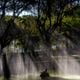 Imagem - Dia da Árvore: a importância das árvores na vida do capixaba