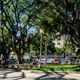 Imagem - Mobilidade, saúde, drenagem e as mil e uma utilidades da arborização urbana