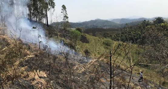 Em Pratinha, o incêndio também atingiu uma plantação de eucaliptos. Crédito: Divulgação/ Bombeiros