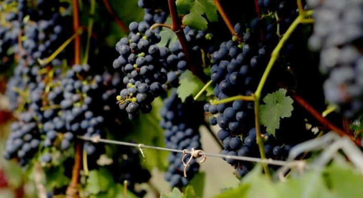 A falta de competitividade perante os vinhos importados e a carência de profissionais qualificados tecnicamente para consultoria estão entre os entraves citados por viticultores capixabas