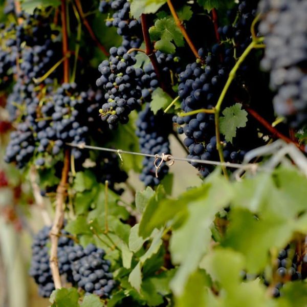 Uvas cultivadas na vinícola Tabocas, em Santa Teresa