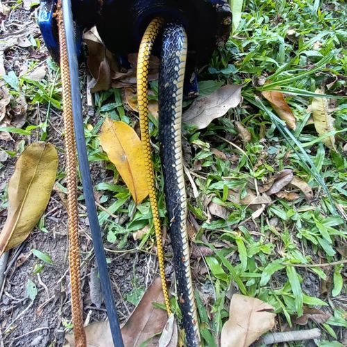 Uma equipe do Serviço Autônomo de Água e Esgoto (Saae) foi até a localidade para verificar a falta de água em alguns pontos da região e encontrou a cobra morta dentro da tubulação