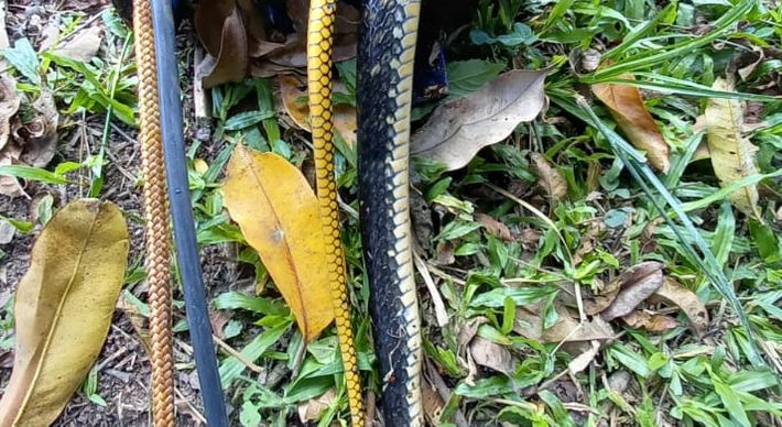 Uma equipe do Serviço Autônomo de Água e Esgoto (Saae) foi até a localidade para verificar a falta de água em alguns pontos da região e encontrou a cobra morta dentro da tubulação