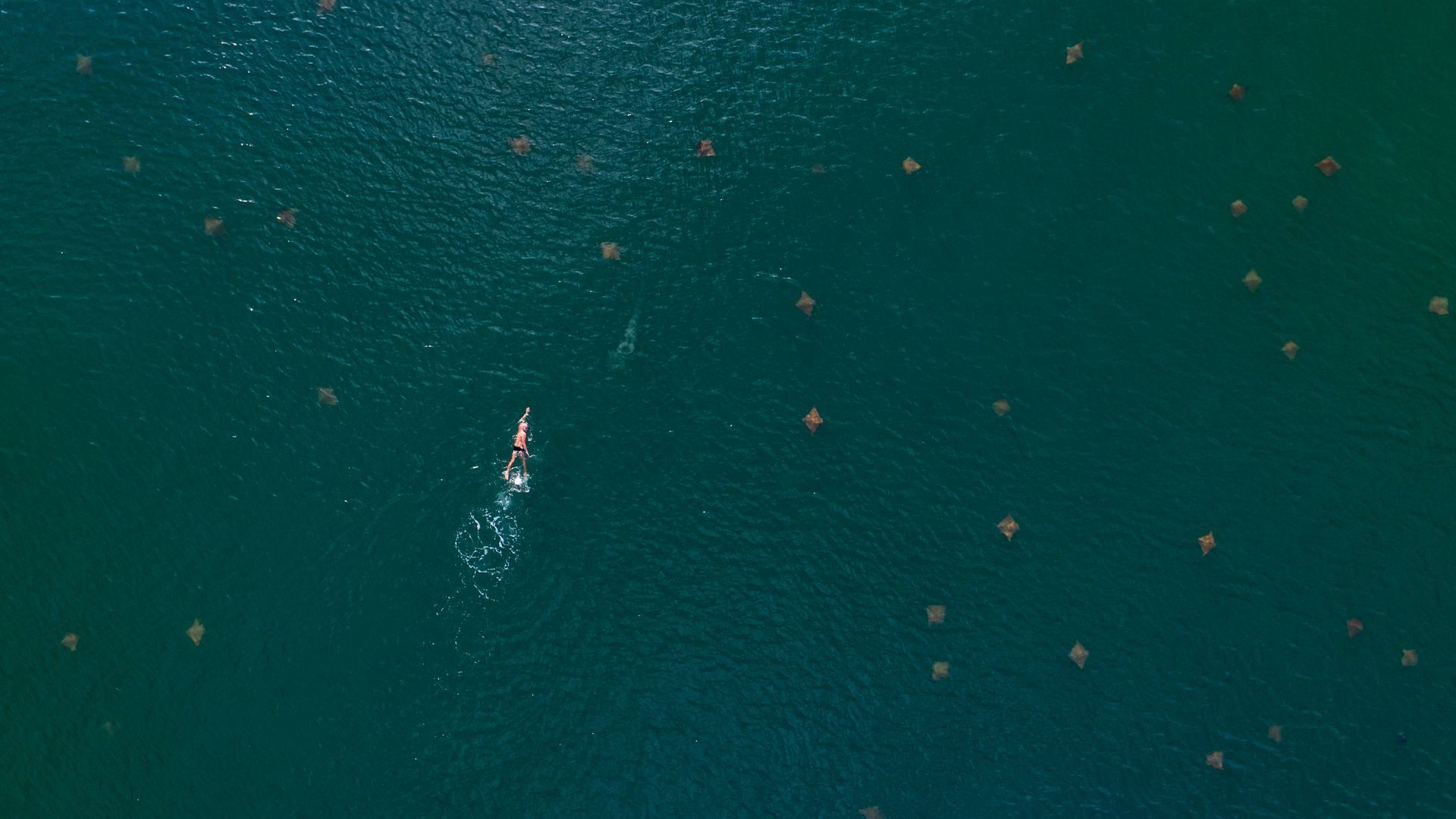 Homem nadando em meio a arraias, registro da Baía das Tartarugas, em Vitória