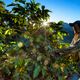 Cafeicultores da região do Caparaó, que abrange Minas Gerais e o Espírito Santo, vêm promovendo uma série de ações para recuperar e preservar nascentes localizadas em suas propriedade. Iniciativa, que faz parte de programa de Educação Ambiental da Samarco, está ajudando a melhorar qualidade do café.