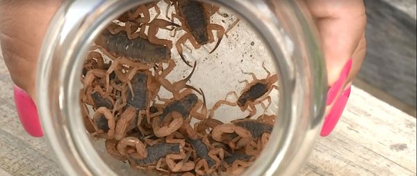 Família capturou vários escorpiões no quinta de casa em um único final de semana
