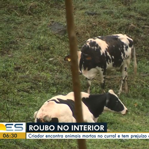 Pecuarista, que cria gado de corte há 10 anos na região, disse nunca ter visto algo parecido. Prejuízo foi de R$ 4 mil