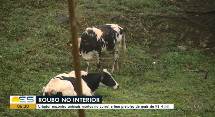 Pecuarista, que cria gado de corte há 10 anos na região, disse nunca ter visto algo parecido. Prejuízo foi de R$ 4 mil