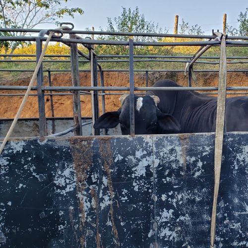 Polícia faz operação para combater furto de gado e venda de carne clandestina no ES