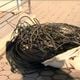 Imagem - Homem é detido após roubar 100 kg de cabos de fibra ótica em Vila Velha