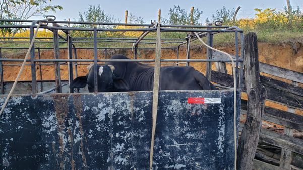 Abatedouro clandestino vendia carne de cavalo como sendo de boi em