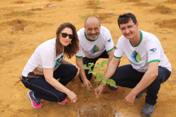 Foto plantio 2019