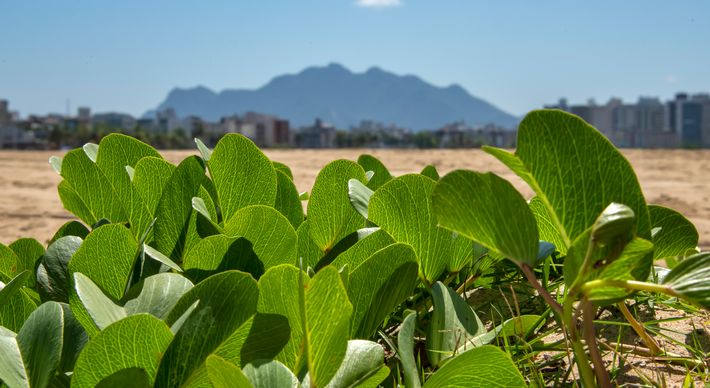 Renovação da vegetação com plantio de 25,5 mil mudas já começou; restauração da camada emersa no norte da praia terá início em outubro