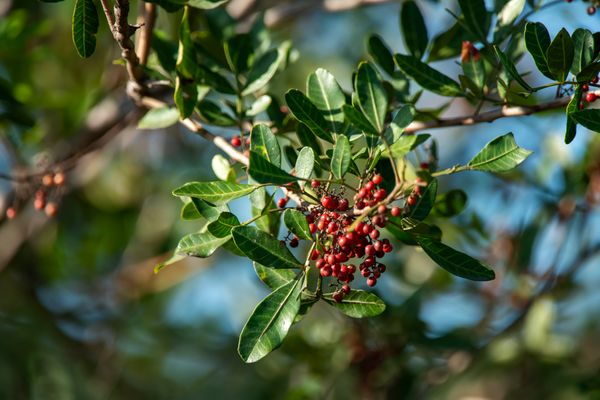 Aroeira (Schinus terebinthifolius Raddi): árvore encorpada, de copa densa e bem distribuída. Ganhará mais espaço da praia. Fornece alimento para os animais e ajuda na fixação da areia, impedindo a erosão.  por Leonardo Merçon/Divulgação/Vale